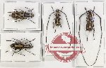 Scientific lot no. 132 Anthribidae (4 pcs - 2 pcs A2)