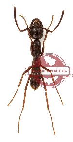 Formicidae sp. 19 (2 pcs)