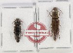 Scientific lot no. 157 Elateridae (2 pcs)