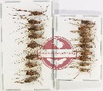 Scientific lot no. 1037 Heteroptera (18 pcs A, A-, A2)