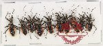 Scientific lot no. 1044 Heteroptera (10 pcs A-, A2)