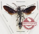Hymenoptera sp. 128