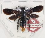 Scoliidae sp. 51 (A-)