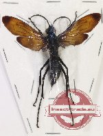 Pompilidae sp. 13