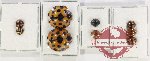 Scientific lot no. 104 Coccinelidae (9 pcs)