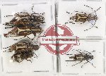 Scientific lot no. 131 Anthribidae (6 pcs)