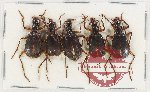 Scientific lot no. 631 Carabidae (5 pcs A2)