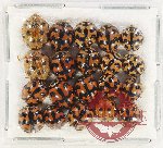 Scientific lot no. 103 Coccinelidae (20 pcs)