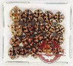 Scientific lot no. 103 Coccinelidae (20 pcs)