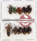 Scientific lot no. 1039 Heteroptera (10 pcs - 5 pcs A2)