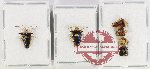 Scientific lot no. 1042 Heteroptera (7 pcs A, A-, A2)