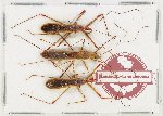Scientific lot no. 1045 Heteroptera (3 pcs)