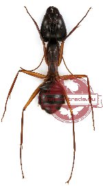 Formicidae sp. 21