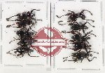 Scientific lot no. 718 Curculionidae (10 pcs A2)