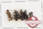 Scientific lot no. 722 Curculionidae (5 pcs)