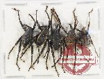 Scientific lot no. 720 Curculionidae (5 pcs A2)