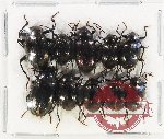 Scientific lot no. 389 Tenebrionidae (10 pcs)