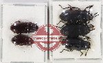 Scientific lot no. 390 Tenebrionidae (5 pcs)