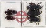 Scientific lot no. 390 Tenebrionidae (5 pcs)