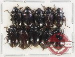 Scientific lot no. 387 Tenebrionidae (10 pcs)