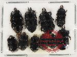 Scientific lot no. 93 Histeridae (10 pcs)