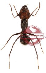 Camponotus rufoglaucus