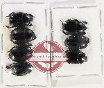 Scientific lot no. 92 Histeridae (7 pcs)