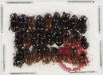 Scientific lot no. 715 Coprophaga (26 pcs)