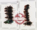 Scientific lot no. 637 Carabidae (14 pcs A-, A2)