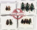 Scientific lot no. 632 Carabidae (11 pcs)