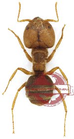 Pseudolasius emeryi