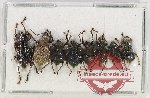 Scientific lot no. 705 Curculionidae (8 pcs A2)