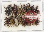 Scientific lot no. 708 Curculionidae (15 pcs)