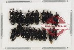 Scientific lot no. 727 Curculionidae (33 pcs)