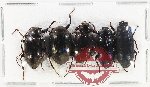 Scientific lot no. 397 Tenebrionidae (5 pcs)