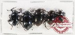 Scientific lot no. 398 Tenebrionidae (5 pcs A2)