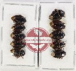Scientific lot no. 1043 Heteroptera (10 pcs)