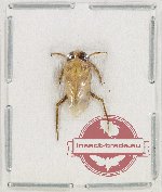 Heteroptera sp. 82