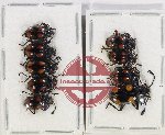 Scientific lot no. 77 Endomychidae (9 pcs A-, A2)