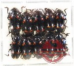 Scientific lot no. 144 Erotylidae (10 pcs A-, A2)