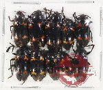 Scientific lot no. 143 Erotylidae (10 pcs A-, A2)