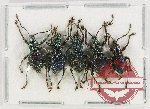 Scientific lot no. 703 Curculionidae (5 pcs)