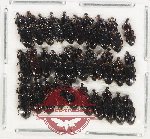 Scientific lot no. 725 Curculionidae (30 pcs)