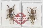 Scientific lot no. 724 Curculionidae (2 pcs)