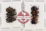 Scientific lot no. 458 Chrysomelidae (8 pcs)