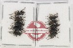 Scientific lot no. 721 Curculionidae (10 pcs)