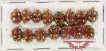 Scientific lot no. 105 Coccinelidae (15 pcs)