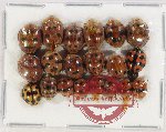 Scientific lot no. 106 Coccinelidae (20 pcs)