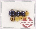 Scientific lot no. 107 Coccinelidae (8 pcs)