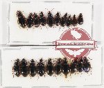 Scientific lot no. 635 Carabidae (20 pcs)